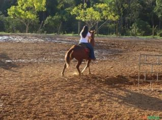 Cavalo Quarto de Milha Treinado para Team Penning