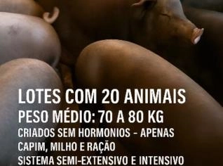 Porco Caipira - Pirenópolis