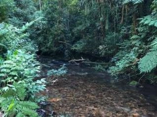 Fazenda Reserva Legal na Mata Atlântica - São José dos Pinhais