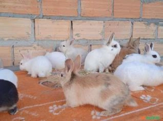 Filhotes de Coelhos Gigante e Mini à Venda