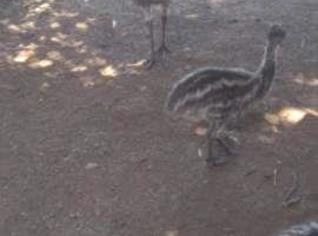 Filhotes de Emu Australiano - Reserva 2025