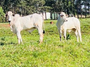 Touros Nelore PO - Uberlândia, MG