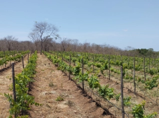 Sócio para Vinícola em Sobral, Ceará - Oportunidade Única