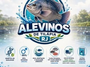 Alevinos de Tilápia - RJ