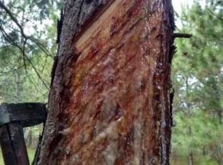 Arrendamento de área para extração de resina de pinus
