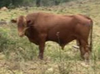 Touros Caracu PO, 4 Anos, Altamente Férteis