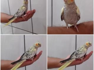 Calopsitas Ariscas e Mansas à Venda em Pirassununga