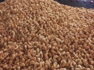 Castanha de Cajú Fresca - Amêndoas de Alta Qualidade