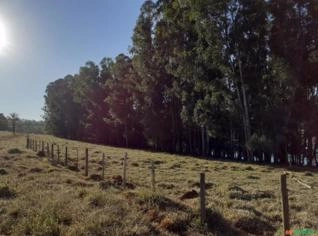 Toras de Eucalipto Citriodora e Urograndis
