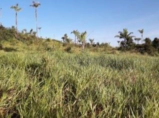 Fazenda à Venda em Novo Progresso, PA - 2.225ha