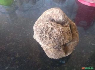 Pedra Valiosa Única - Encaixe Exclusivo