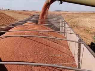 Sorgo padrão 20.000 sacos - Qualidade em GO
