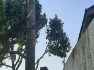 Pé de Palmeira Imperial - 5m de Juçara e Palmito