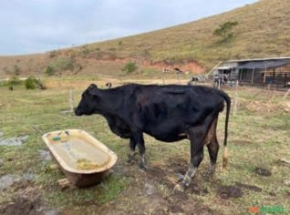 Vacas Girolando em Piquete - Alta Produção