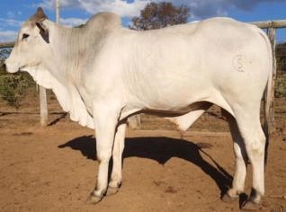 Touros Nelore P.O. 30-36 meses a partir de R$8000