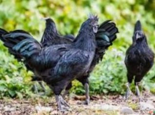 Ayam Cemani - Casal Adulto Exótico Preto