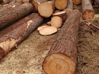 Toras de Pinus Elliottis - Oportunidade Única