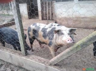 Suínos Cachaço Reprodutor de 2 Anos 200kg