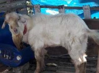 Reprodutor Cabrito Saanen Adulto, Saudável