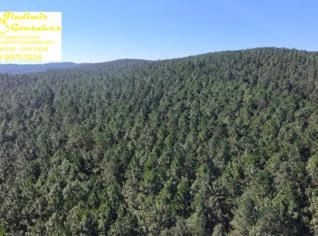 Venda de Floresta de Pinus Elliottii em Piratini/RS