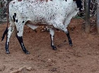 Nelore Pintando Mato Grosso - Exame Andrológico OK