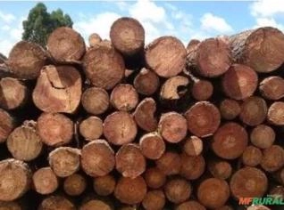 Toras e Torinhas de Pinus 1m - Várias Bitolas
