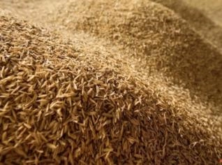 Casca de Arroz - Fertilizante Orgânico em Montenegro, RS