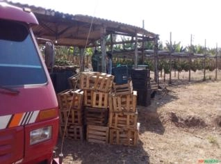 Bananal à Venda com 25.000 Pés de Banana Prata