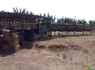 Venda de Bananal Prata com 25.000 Pés Produzindo