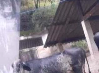 Lote com 5 Vacas - Ótima Oferta