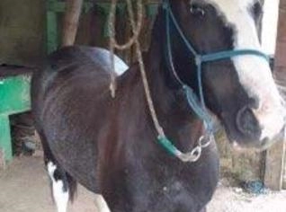 Cavalo Crioulo Documentado com Excelente Morfologia