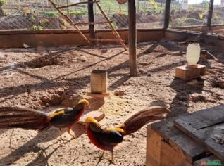 Faisão Dourado Disponível em São Brás do Suaçuí