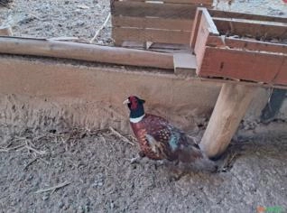 Faisão Coleira disponível para troca