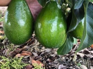 Abacates Geada, Margarida e Avocado - BA