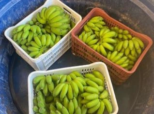 Banana Maçã do Maranhão à Venda - Qualidade e Sabor