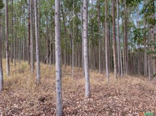 Floresta de Eucalipto para Corte - 9 Anos, 20-30cm