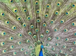 Pavão Fêmea Jovem à Venda - Tietê/SP