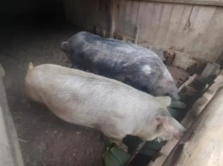 Casal de Porcos com Porca Prenha à Venda