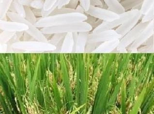 Compro Arroz Beneficiado Branco Grão Longo