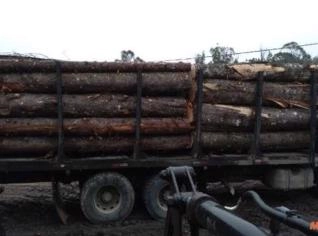 Compro Toras de Araucária com Licença Ambiental