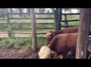 40 Garrotes em Abadia (Jandaíra) - Média 10@