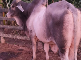 Boi Guzerá Manso com Capac. Reprodutiva - ES