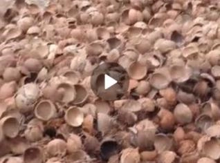 Compra de Casca de Coco Quenga em Grande Quantidade