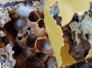 Abelhas Nativas Sem Ferrão Uruçu Amarela