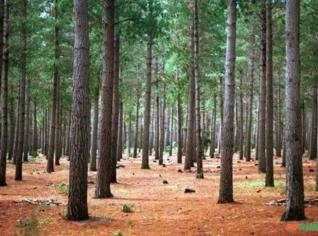 Compra de Pinus 9 anos ou mais em Guarapuava