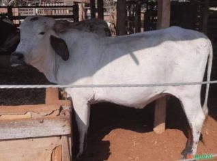 Vaca Gir Leiteira Prenha - Cruzada com Nelore