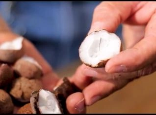 Amêndoa de Tucumã para Cosméticos