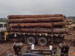 Compro Pinus e Eucalipto - Compra Rápida