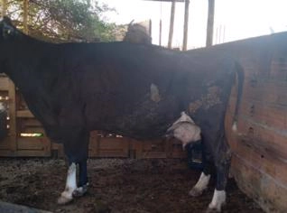 Vaca Holandesa Gestante 7 Meses - Santa Luzia MG