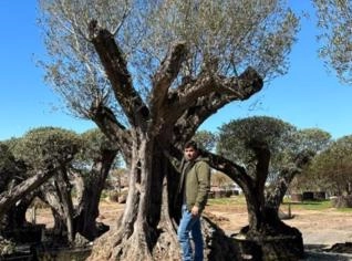 Oliveira Centenária para Plantio - 100 a 400 anos